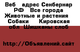 Веб – адрес Сенбернар.РФ - Все города Животные и растения » Собаки   . Кировская обл.,Шишканы слоб.